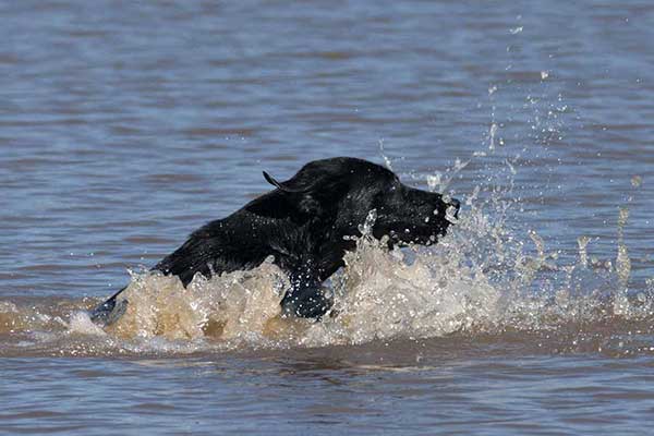 Black Labrador swimming retrieve
