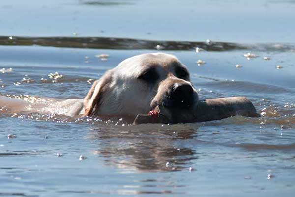 Labrador Water Retrieve