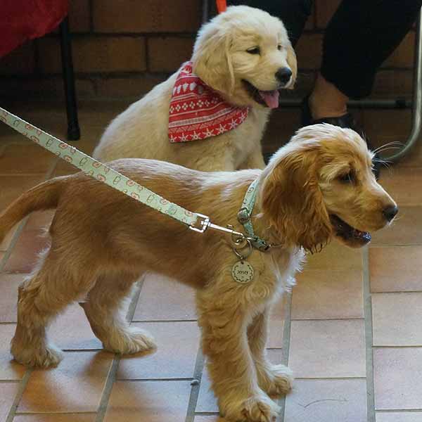 Gun Dogs